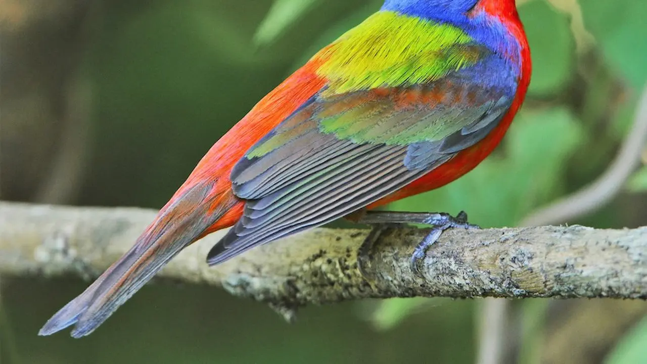 30 Hewan yang Memiliki Corak Warna yang dengan Pelangi, Menawan dan Unik