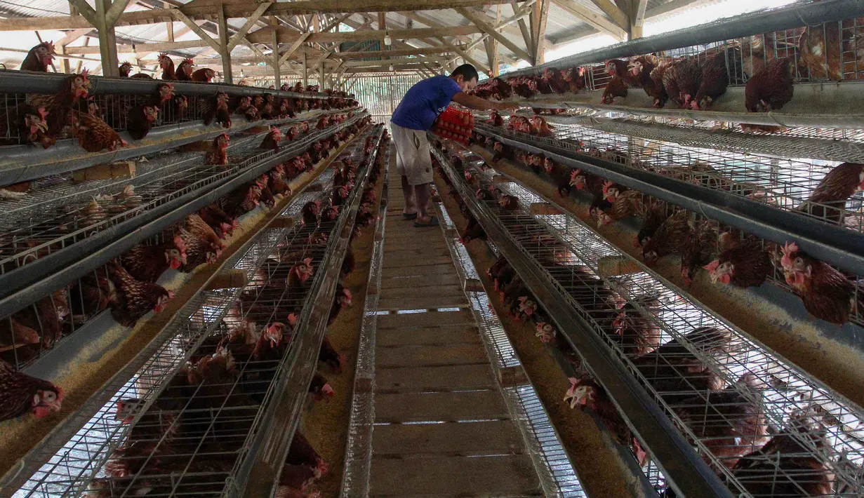 Peternak mengambil telur ayam ras pada sebuah peternakan ayam di kawasan Gunung Sindur, Bogor, Jawa Barat, Kamis  (09/07/2026).