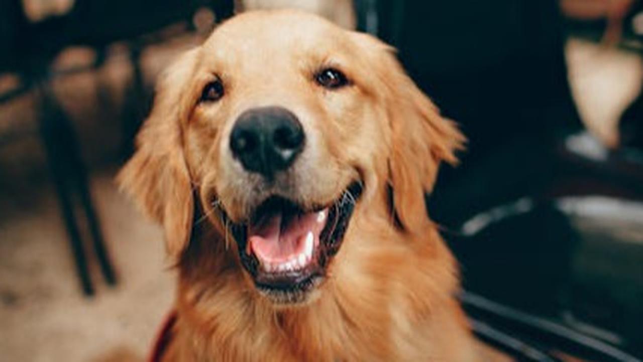 Kebiasaan Menjilati Kaki pada Anjing: Tanda Cinta atau Gejala Penyakit?