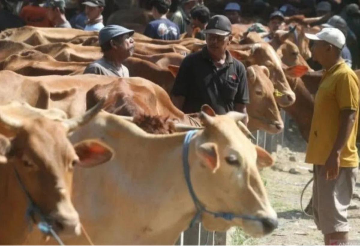 Riau Andalkan Pasokan Sapi Kurban dari Luar Daerah untuk Idul Adha 1446 H