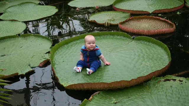 Victoria Amazonica (sumber: avaxnews)