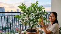 9 Jenis Pohon Buah Kerdil yang Paling Mudah Tumbuh di Pot, Panen di Lahan Sempit