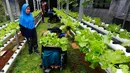 Murid kelas keterampilan melakukan panen selada air pada kebun hidroponik YPAC di Kebayoran Baru, Jakarta, Jumat (29/11/2024). (merdeka.com/Arie Basuki)