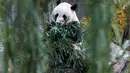 Panda raksasa Bei Bei memakan bambu sebelum kembali ke China, di Smithsonian National Zoo, Washington DC, Selasa (19/11/2019). Bei Bei akan berangkat naik pesawat Boeing 777F dan mendapatkan sejumlah pilihan makanan kesukaannya, seperti 30 kg bambu sepanjang perjalanannya. (AP/Michael A. McCoy)