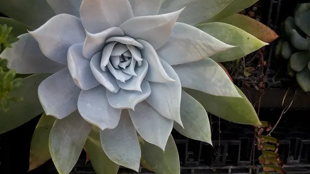 Dudleya
