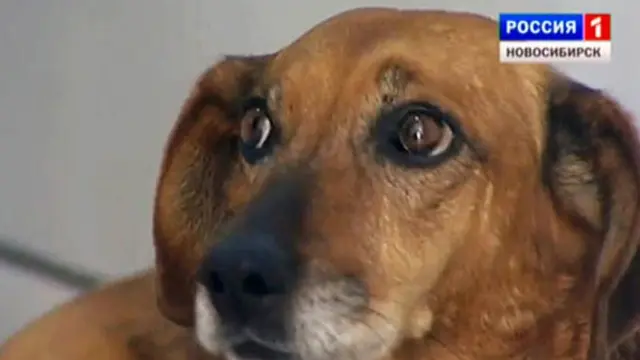 4 Kisah Anjing Paling Setia, Bagaimana Kini Nasib Mereka?