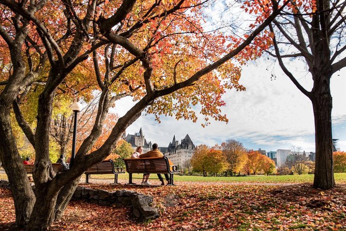 pepohonan maple di Kanada © pixabay.com/ottawagraphics