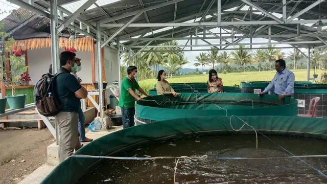 Panen ikan lele melalui usaha budidaya ikan lele bioflok, Kamis (17/12/2020).
