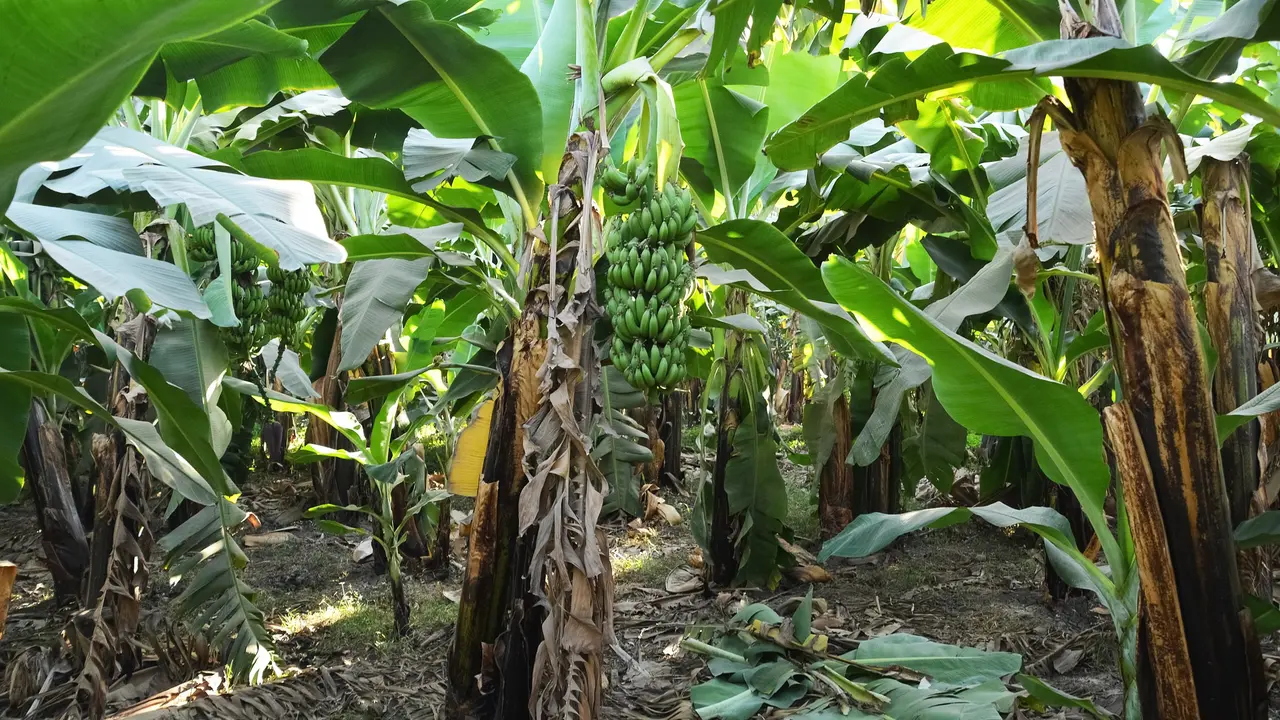 Ilustrasi pohon pisang