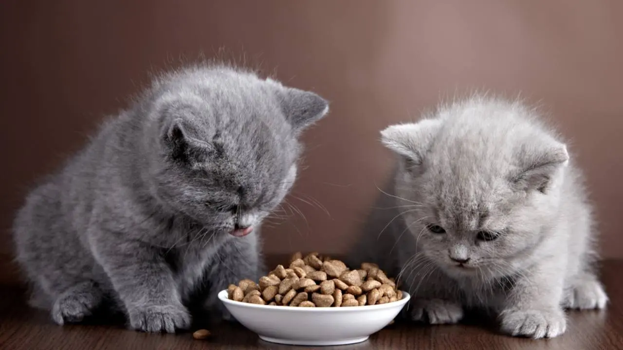 Pawrents Wajib Tahu! Ini Snack Kucing Kaya Nutrisi yang Disukai Banyak Anabul