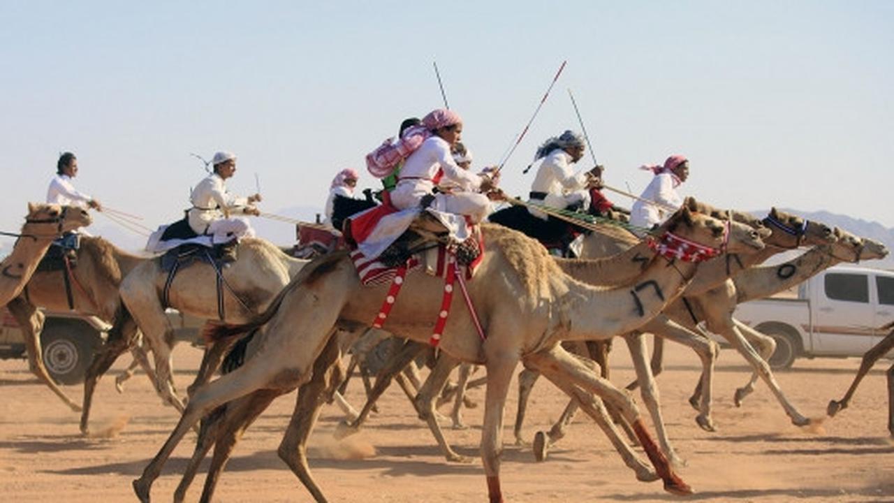 Tradisi balap unta meriahkan Idul Fitri di Arab Saudi