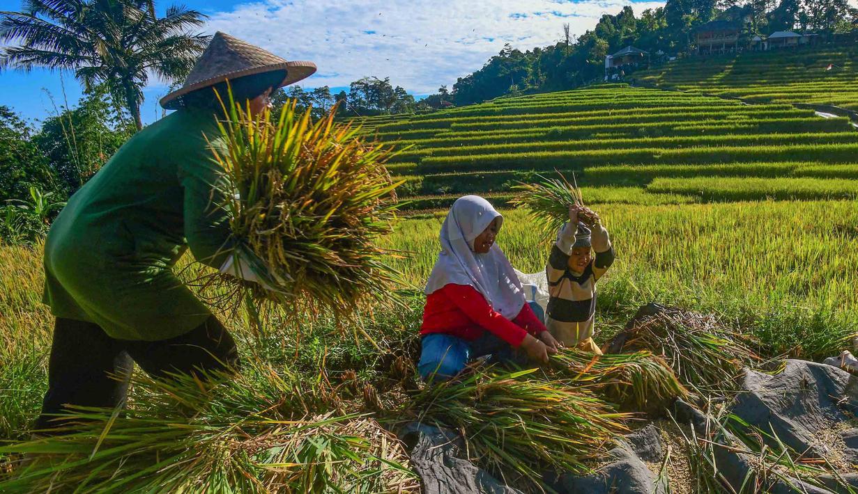 Kebijakan ini juga menegaskan komitmen penyerapan gabah oleh Bulog selama panen raya, dengan target serapan 4 juta ton di tahun 2026. Tampak dalam foto, anak-anak membantu ibunya memanen padi jenis Ciherang di Terasering Cisalada, Bogor, Jawa Barat, Minggu (12/4/2006). (merdeka.com/Arie Basuki)
