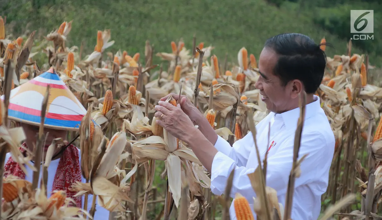 Presiden Joko Widodo (kanan) didampingi Ibu Negara Iriana Joko Widodo memanen dalam acara panen raya jagung di Desa Botuwombato, Kabupaten Gorontalo Utara, Jumat (1/3). Jokowi melakukan panen raya jagung seluas 1.392 hektare (Liputan6.com/Arfandi Ibrahim)