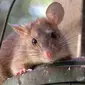 Tikus got diklaim dapat membawa penyakit tipes. Karena itu, jaga rumah Anda agar si tikus tidak sampai masuk ke dalam.