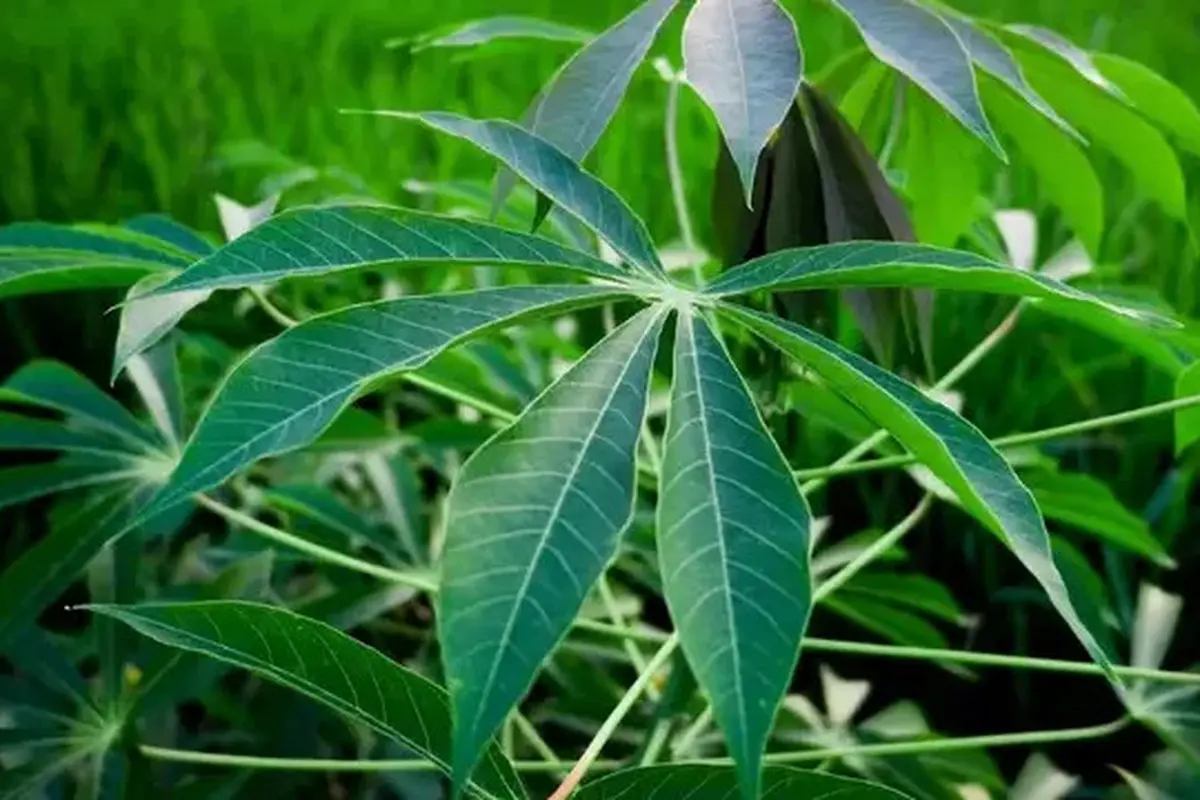 Cara merebus daun singkokg