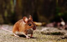 5 Cara Aman Usir Tikus Tanpa Bahayakan Hewan Peliharaan di Rumah