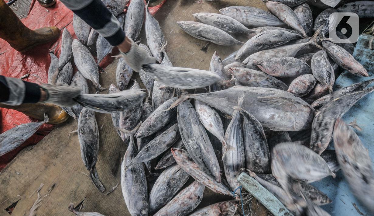 Ikan hasil tangkapan terlihat di Pelabuhan Muara Baru, Jakarta, Kamis (5/8/2021). Data KNTI mencatat, tingkat ekonomi nelayan kembali bangkit dan kian membaik sepanjang tahun 2021 meski masih berada di tengah pandemi Covid-19 yang belum usai. (merdeka.com/Iqbal S. Nugroho)