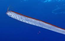 Fakta Menarik Oarfish si Ikan 'Kiamat' Penghuni Laut Dalam