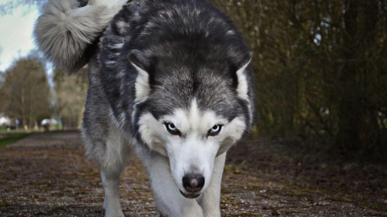 30 Wolf Quotes to Awaken Your Instincts and Intuition