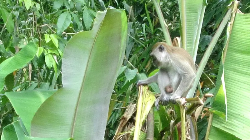 Serangan Balasan Para Monyet Liar di Bengkulu