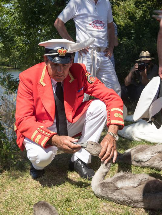 Petugas Penanda Angsa (Swan Marker) memeriksa kondisi angsa selama kegiatan Sawn Upping di sepanjang Sungai Themes, dekat Shepperton, Inggris, Senin (17/7). Sensus selama lima hari ini sudah menjadi tradisi sejak abad ke-12. (Steve Parsons/PA via AP)