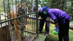 Dokter hewan yang juga aktivis Animal Sanctuary Trust Indonesia (ASTI)  memeriksa Harimau Sumatera (Panthera tigris sumatrae) bernama Eva yang merupakan hasil sitaan di tempat Pusat Transit Satwa Gadog ASTI Bogor, Senin (11/3). (merdeka.com/arie basuki)