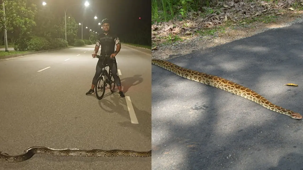 Ular Piton Membentang di Jalan