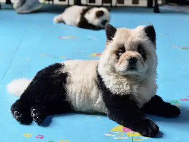 Seekor anjing jenis Chow Chow dicat menjadi putih dan hitam di kafe bernama Cute Pet Games di kota Chengdu, China, 23 Oktober 2019. Kafe ini memicu perdebatan panas para netizen tentang perawatan hewan akibat mengecat anjing-anjing itu menyerupai panda. (STR / AFP)