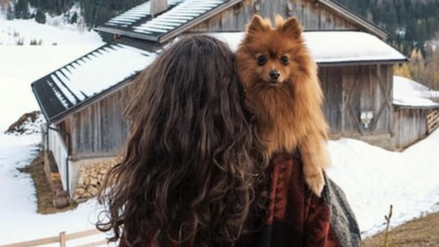 6 Jenis Anjing Kecil Lucu Cocok Dijadikan Hewan Peliharaan Bagi Pemula Hot Liputan6 Com