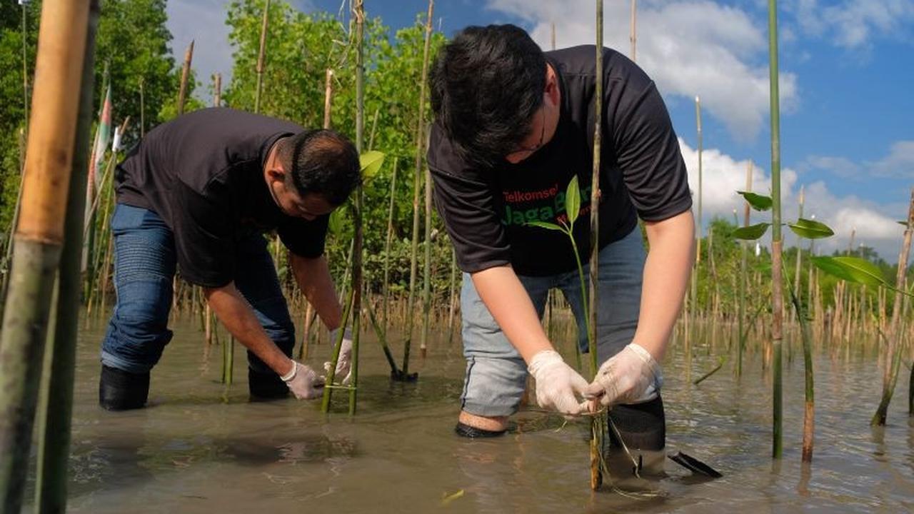 Telkomsel Tanam Mangrove di Donggala, Perkuat Mitigasi Bencana dan Pelestarian Lingkungan Pesisir