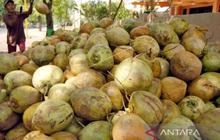 Fakta Menarik: Pabrik CCO Banyuasin, Investasi Setengah Triliun untuk Bioavtur dari Kelapa
