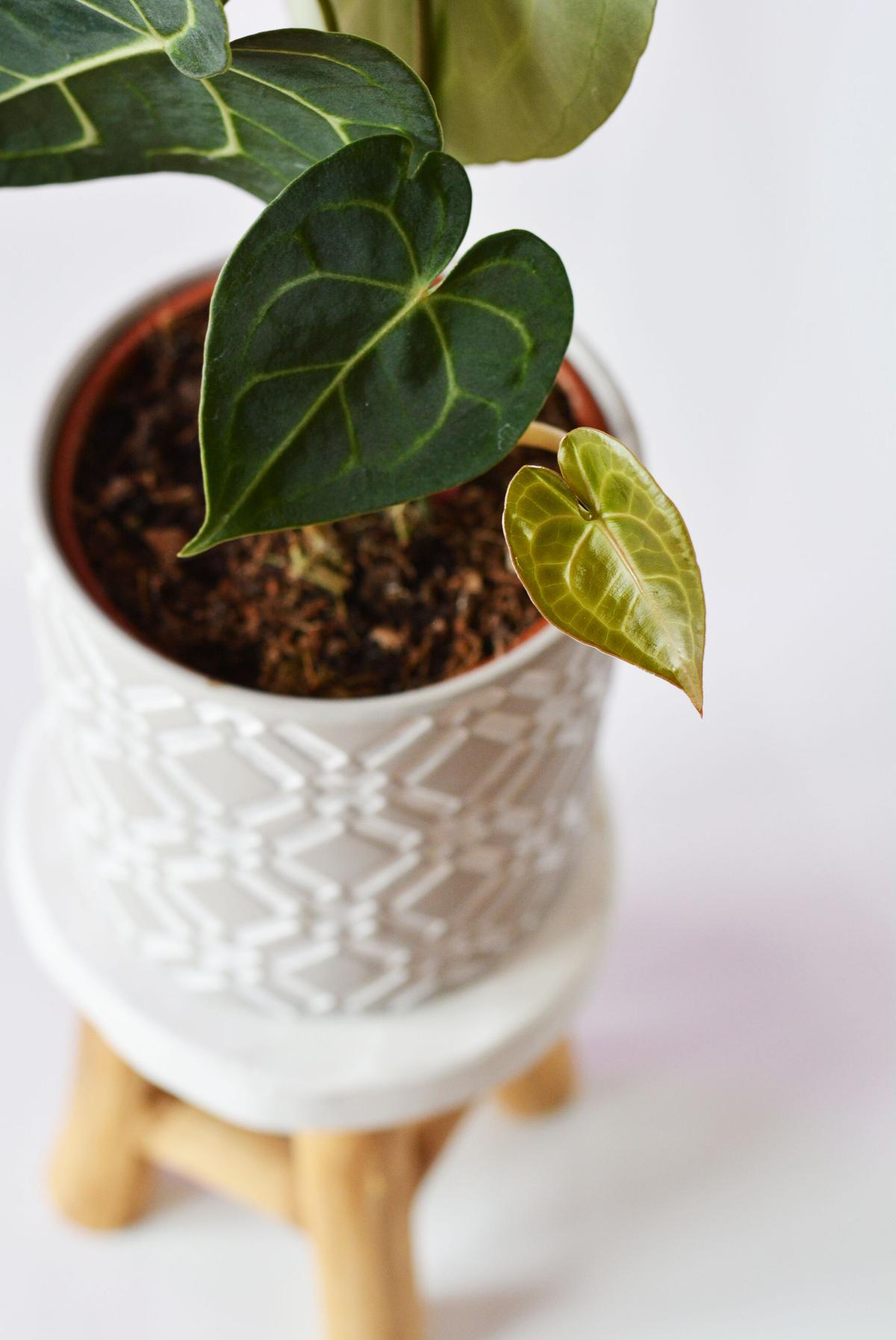 Tanaman Anthurium