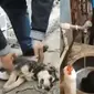 Mengharukan, Pria Ini Selamatkan Anjing Jalanan Dengan Susah Payah (sumber: twitter.com/L0vingnature)