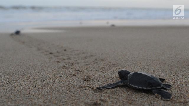 Pantai Ujung Genteng