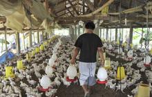 Gejolak kenaikan harga daging ayam tak berdampak kepada peternak