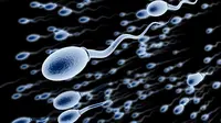 Ilustrasi Sperma (Istimewa)