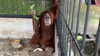 1 individu orangutan sumatera yang ditemukan di rumah Bupati Langkat non aktif, Terbit Rencana Peranginangin (Dok: BBKSDA Sumut)