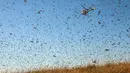 FAO membantu Madagaskar untuk melawan hama belalang ini. Sebuah helikopter disiapkan untuk menyemprot peptisida dari udara (AFP Photo/Rijasolo).