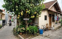8 Pohon Depan Rumah yang Dipercaya Membawa Suasana Nyaman dan Teduh, Asri Banget