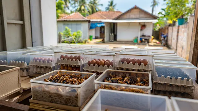 Ide Ternak Minim Bau yang Cocok untuk Lingkungan Perumahan (Foto: Reve.com)