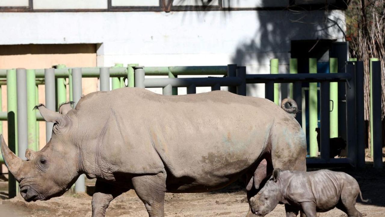 Dalam sebuah pernyataan yang dikutip dari Reuters, Direktur Kebun Binatang Buin, Dr. Ignacio Idalsoaga, menyatakan kebanggaannya atas pencapaian ini. "Kami adalah pemimpin dalam reproduksi spesies yang telah sangat punah di seluruh dunia," katanya. Foto: