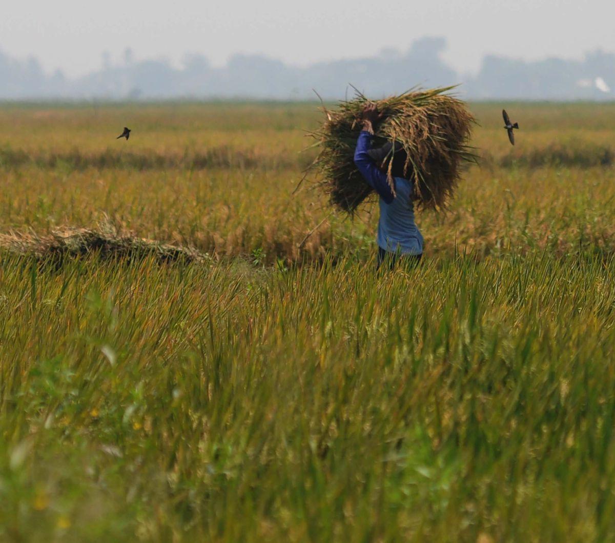 Petani memanen gabah kering di area persawahan di Kabupaten Bekasi, Jawa Barat, pada Selasa (7/5/2024).<br>Badan Pangan Nasional (Bapanas) telah menaikkan harga pembelian pemerintah (HPP) gabah kering panen (GKP) dari Rp5.000 menjadi Rp6.000 per kg. Merde