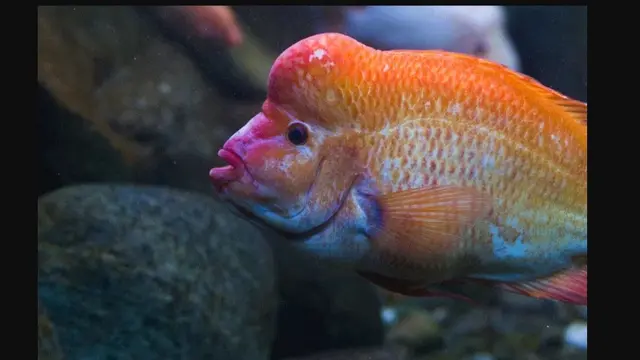 Mengenal Ikan Red Devil yang Dikabarkan Muncul di Danau Toba.