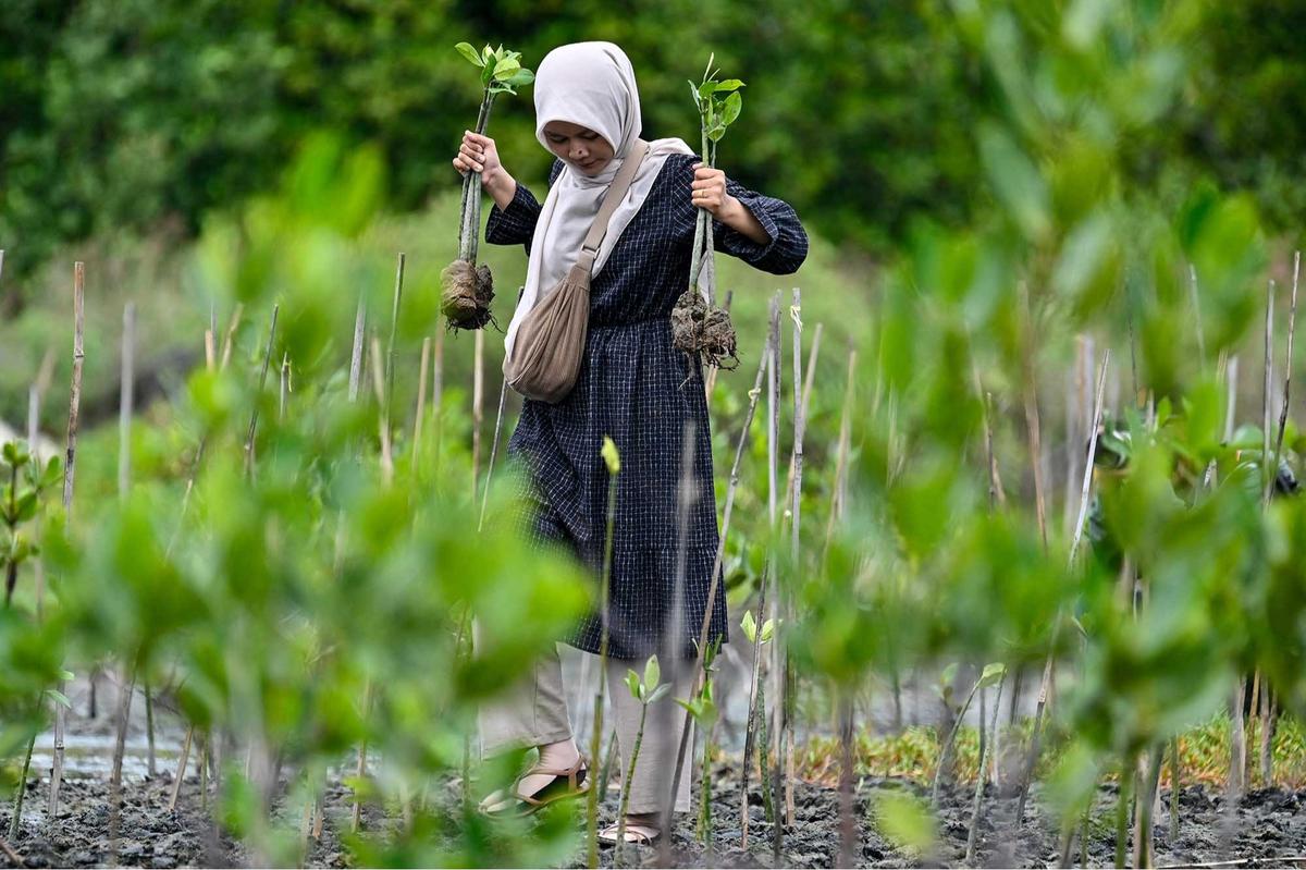 FOTO: Aksi Pelajar Aceh Menanam Mangrove Sambut Hari Sumpah Pemuda