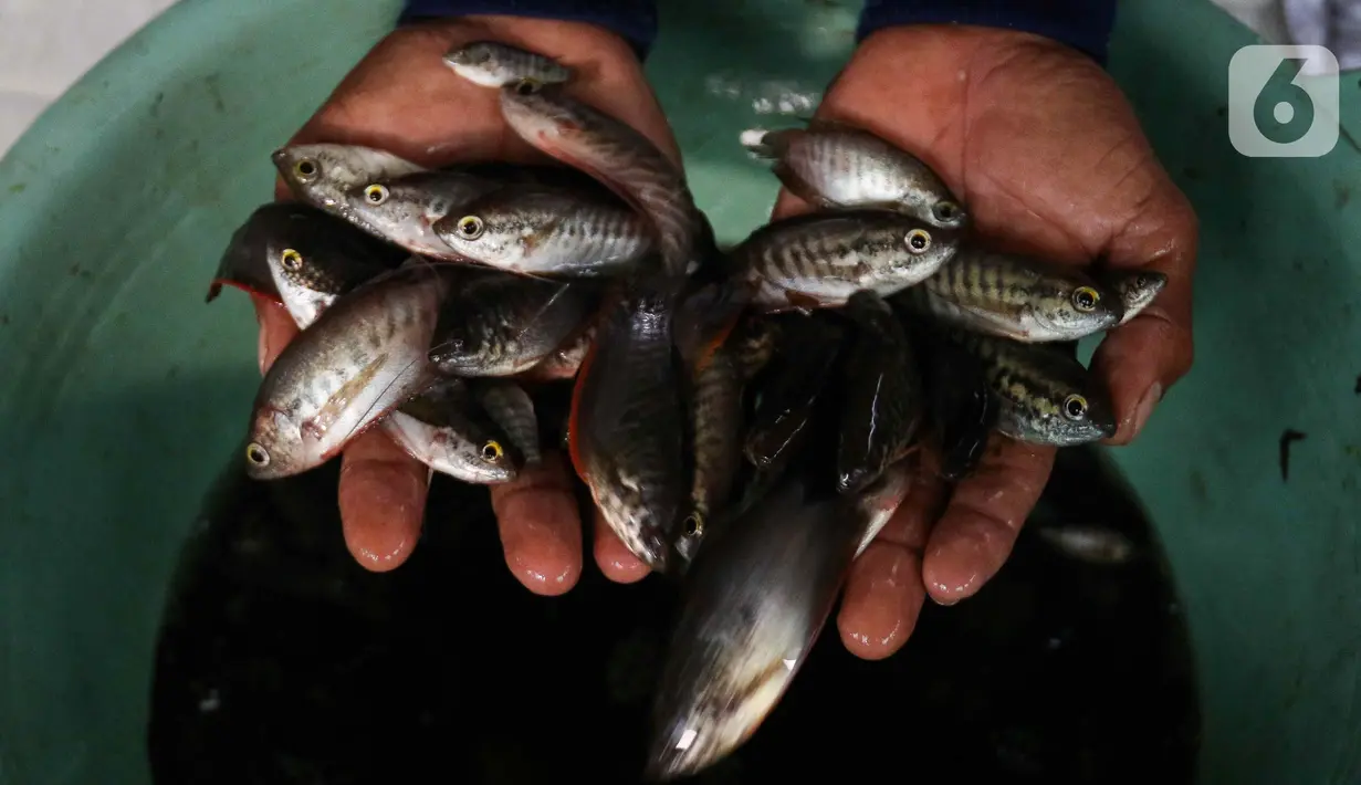 Konservasi menjadi upaya melindungi ikan belida asli Indonesia yang terancam punah. (Liputan6.com/Herman Zakharia)