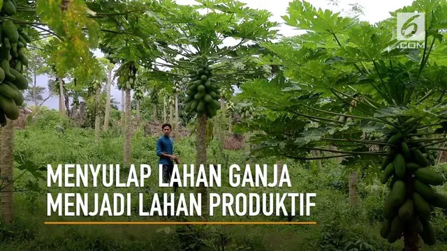 Hampir semua pemuda desa Lamteuba, Aceh Besar pernah menjadi petani ganja. Sejak Muslahuddin menyulap lahan ganja menjadi lahan tanaman produktif, kini pemuda Lamteuba telah beralih menjadi petani lahan produktif.
