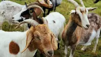 Bolehkah Mengangkut Kambing Naik Motor Secara UU Lalin dan Agama? Ini Penjelasannya