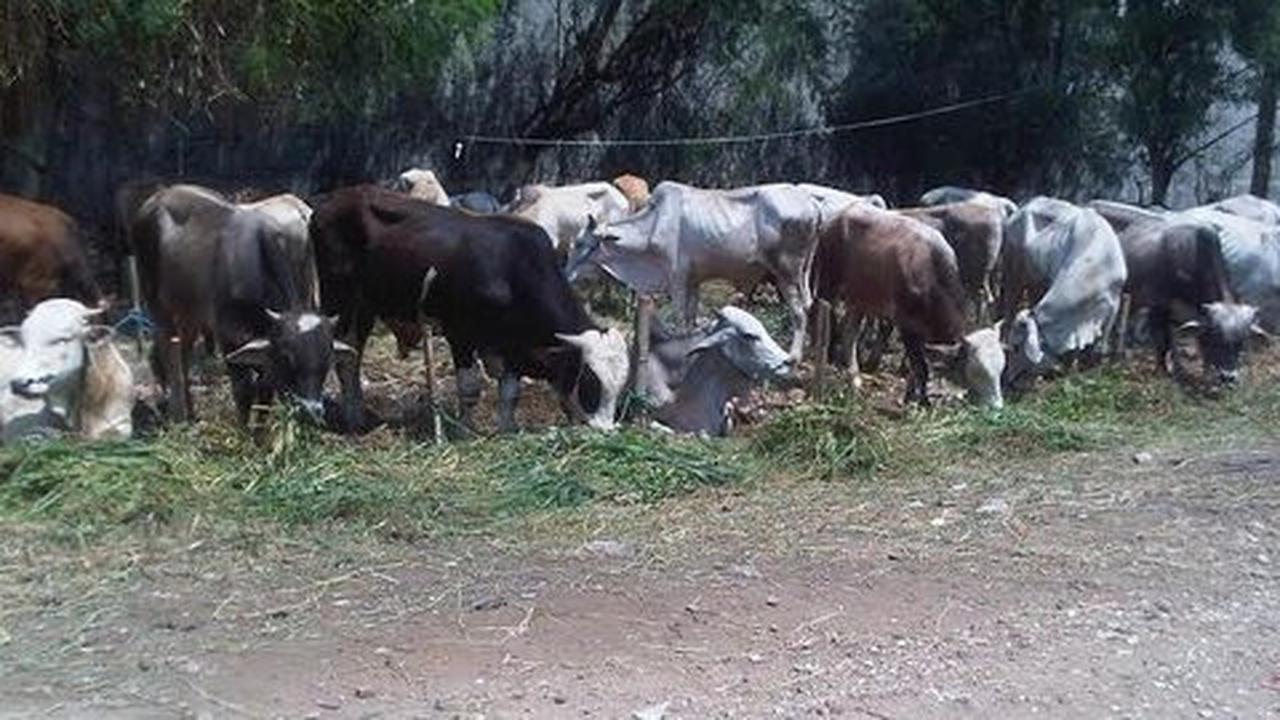 Diburu pedagang untuk Idul Adha, harga sapi meroket