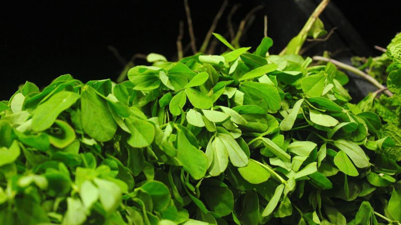 Cara Membuat Air Rebusan Daun Fenugreek:
