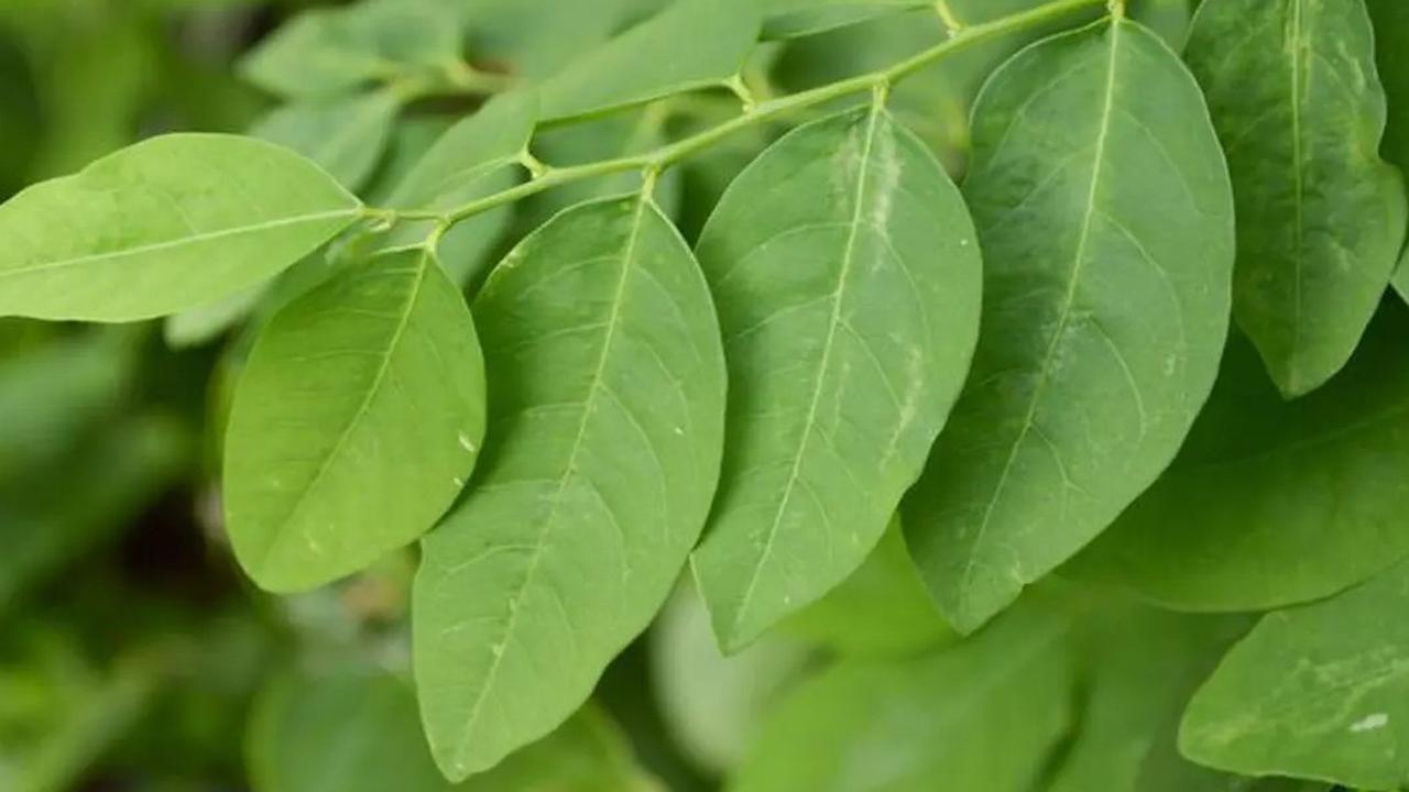 11 Manfaat Daun Katuk untuk Kesehatan dan Kandungannya, Bantu Tingkatkan ASI